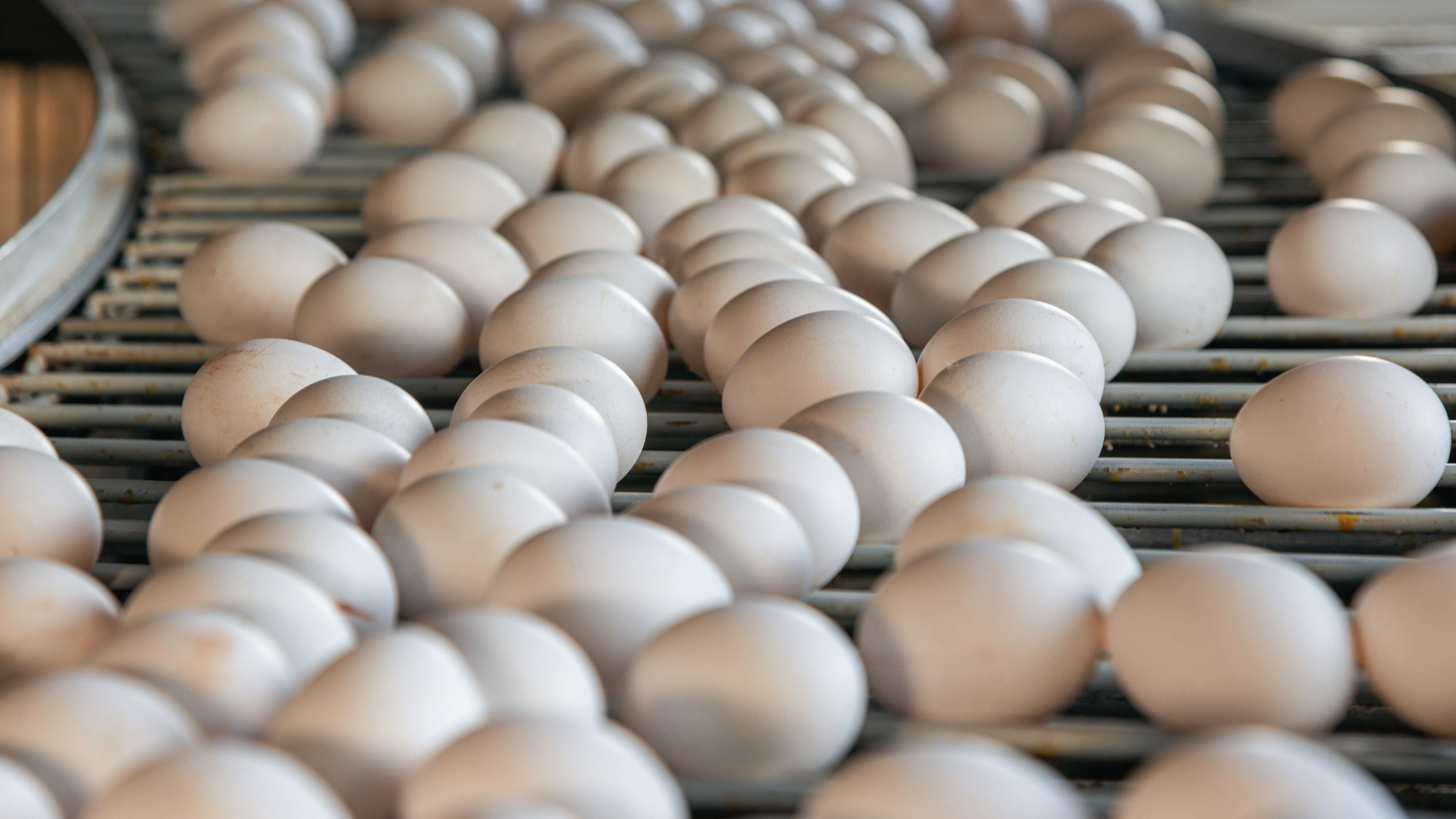 Producción de Huevos - Avicultura