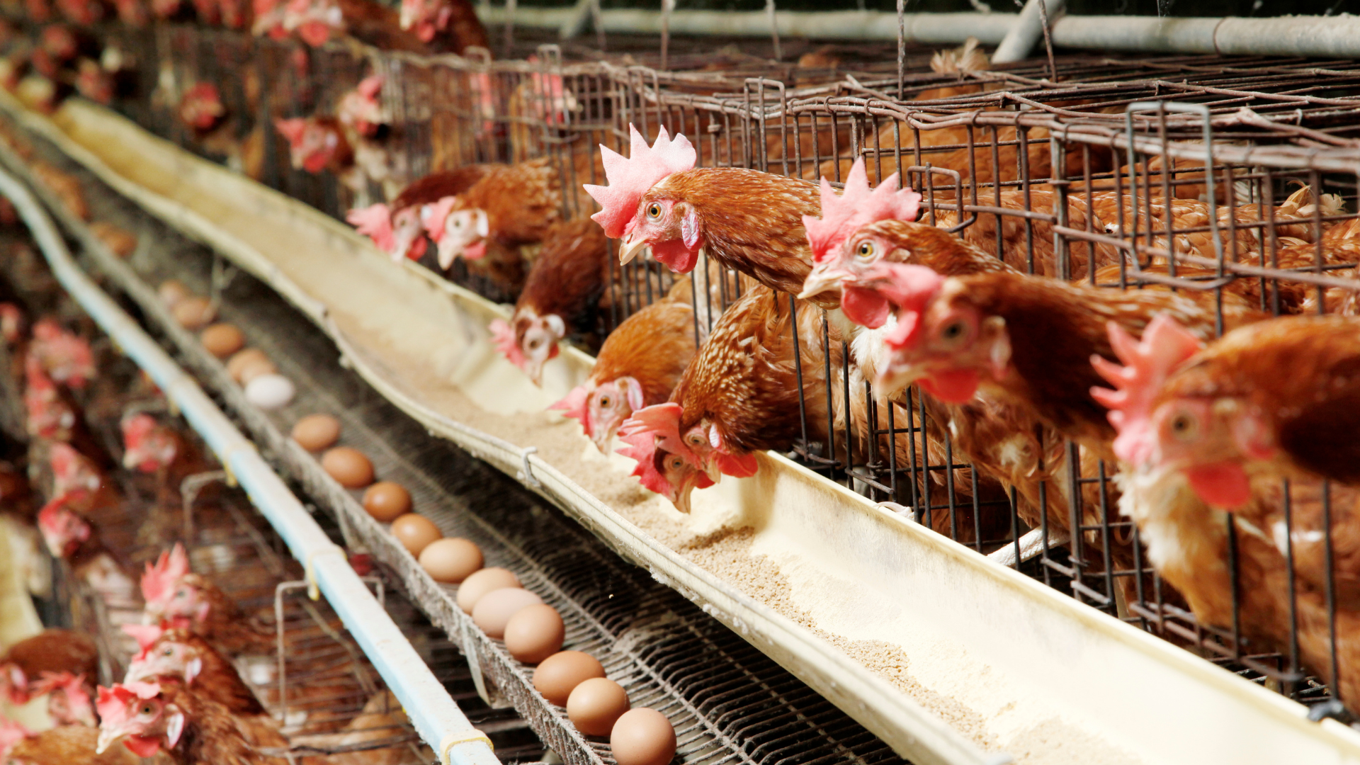 Producción de Huevos - Avicultura